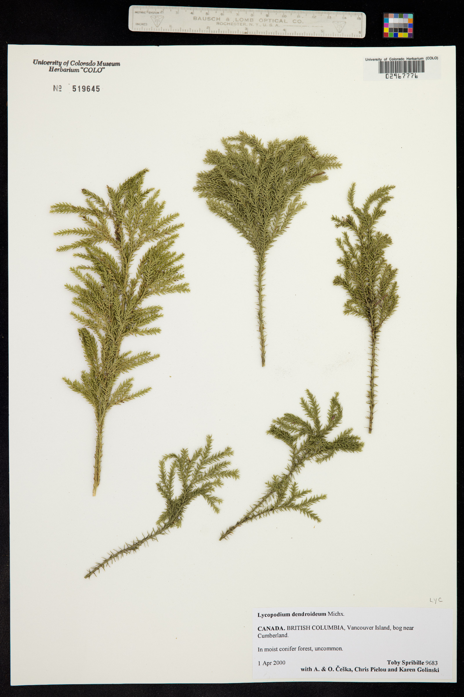 Lycopodium dendroideum image