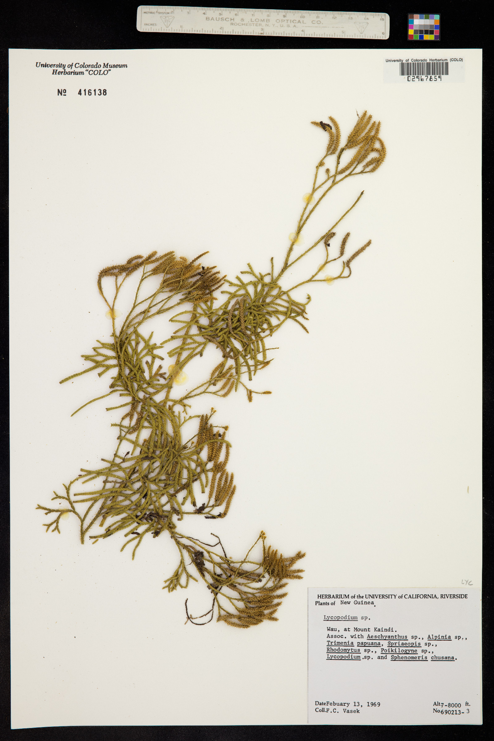 Lycopodiaceae image