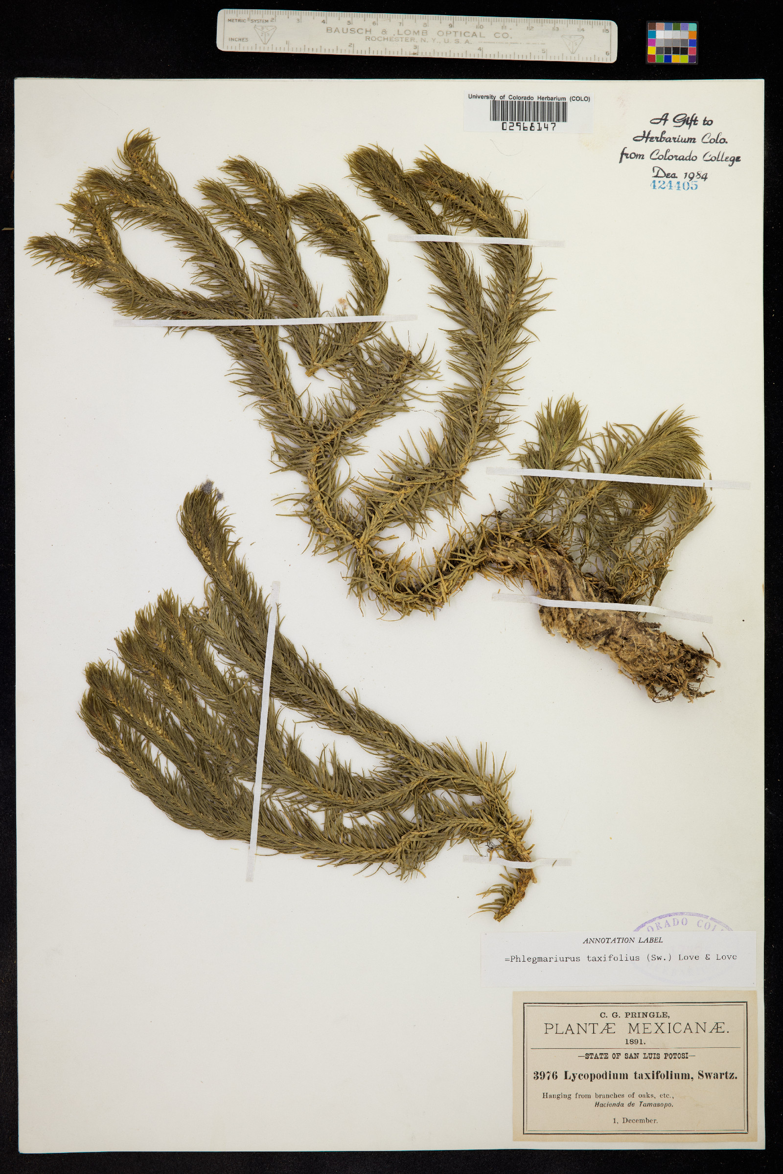 Huperzia taxifolia image