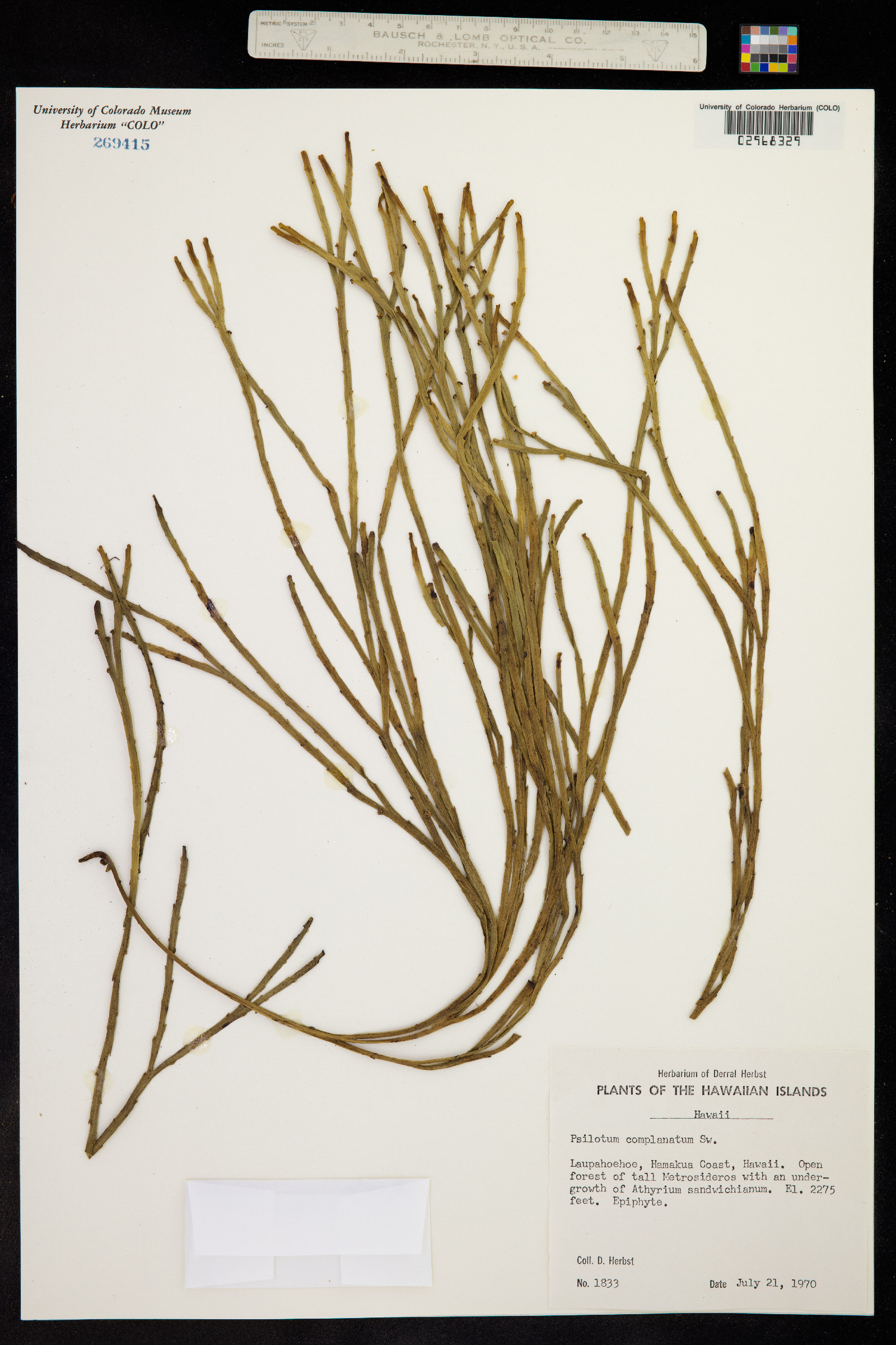 Psilotum complanatum image