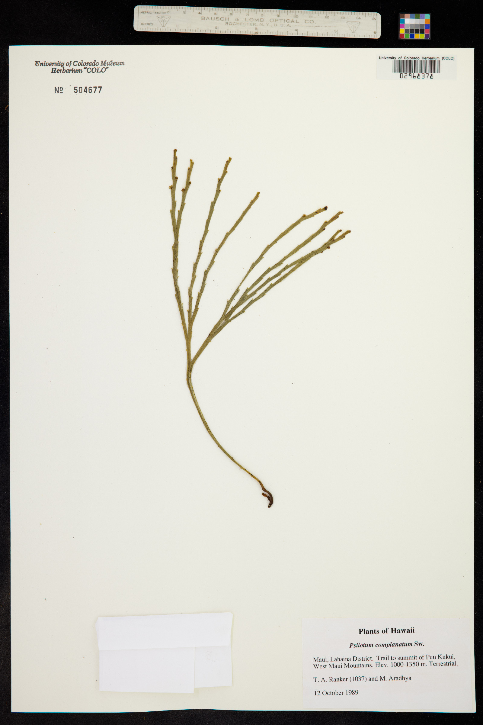 Psilotum complanatum image