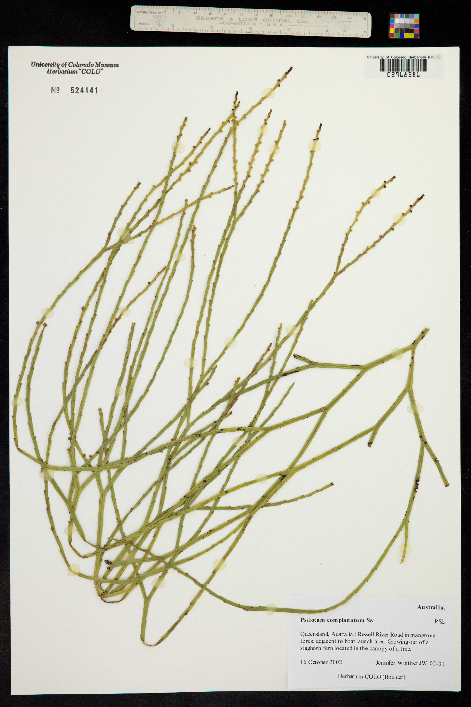 Psilotum complanatum image