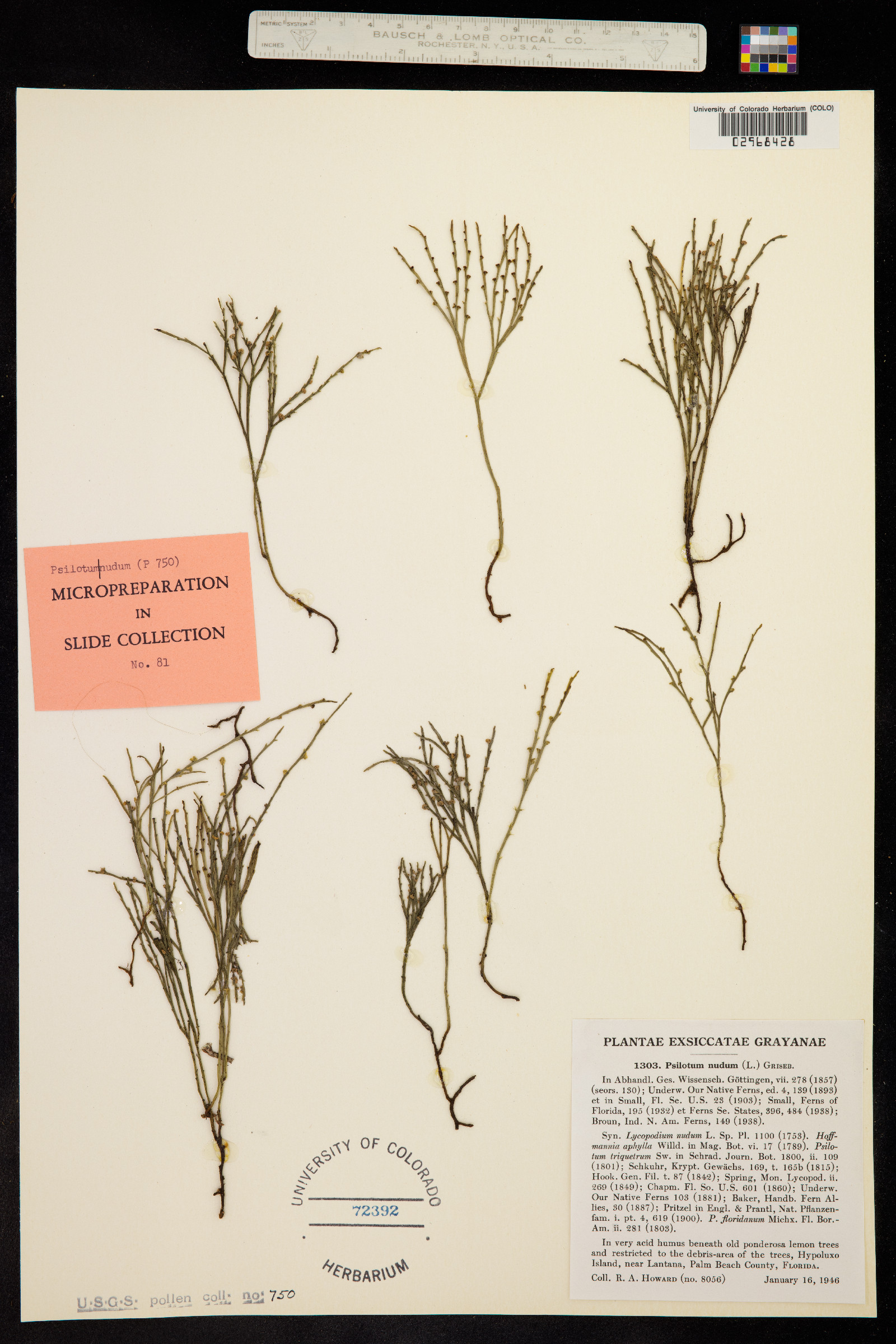 Psilotum nudum image