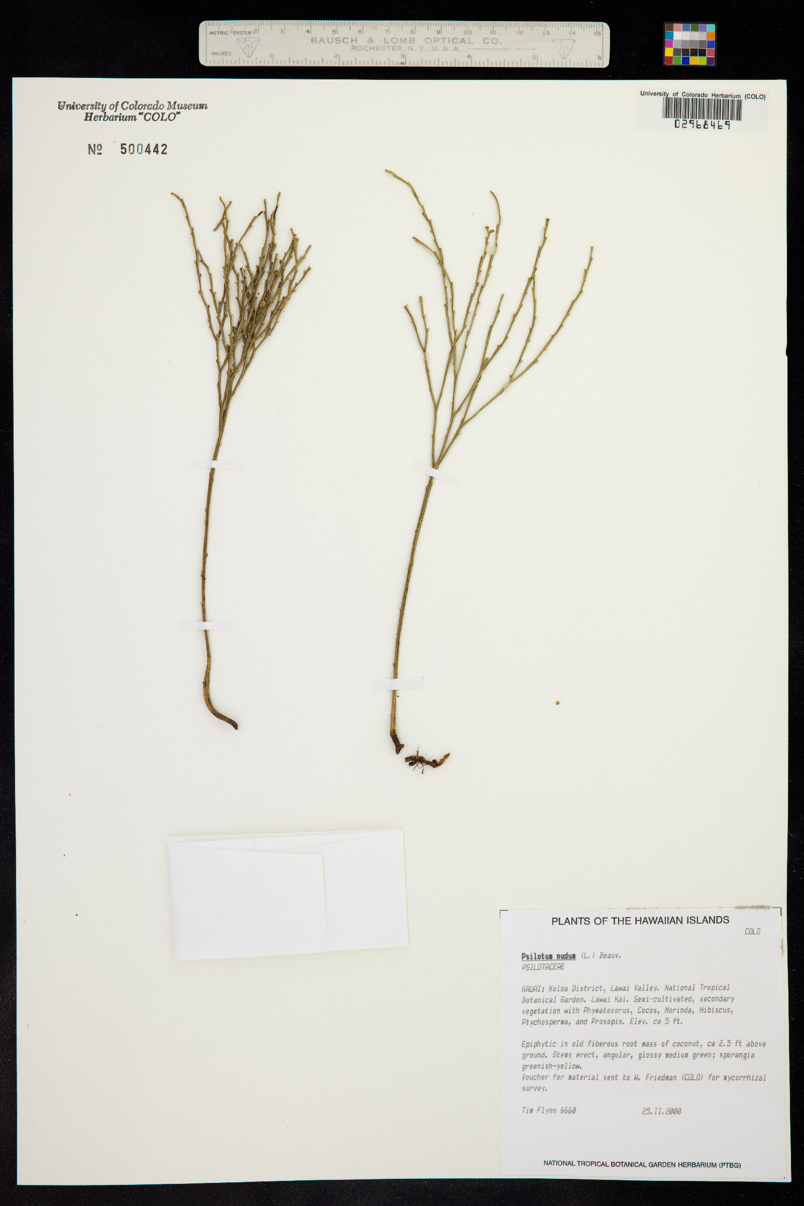Psilotum nudum image
