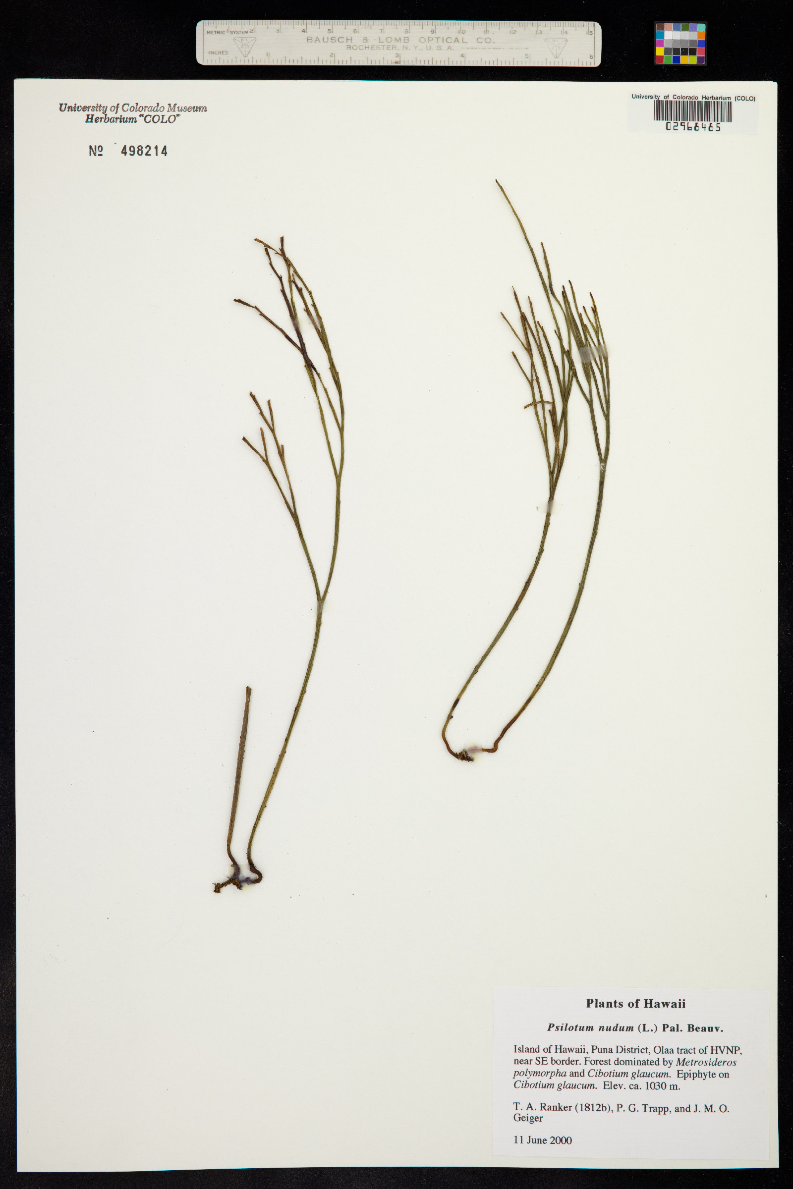 Psilotum nudum image