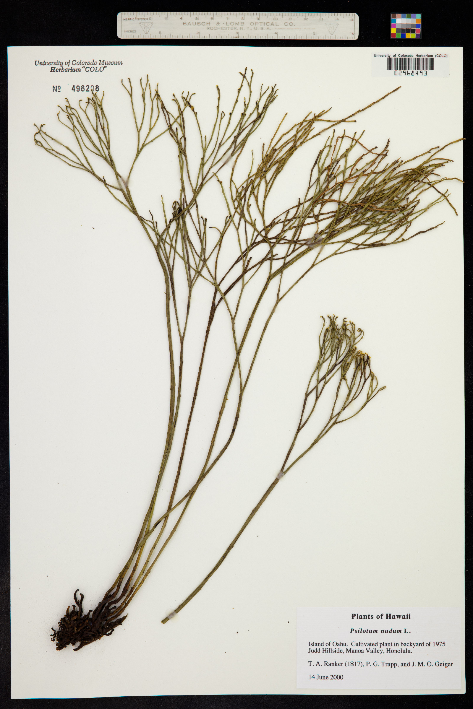 Psilotum nudum image
