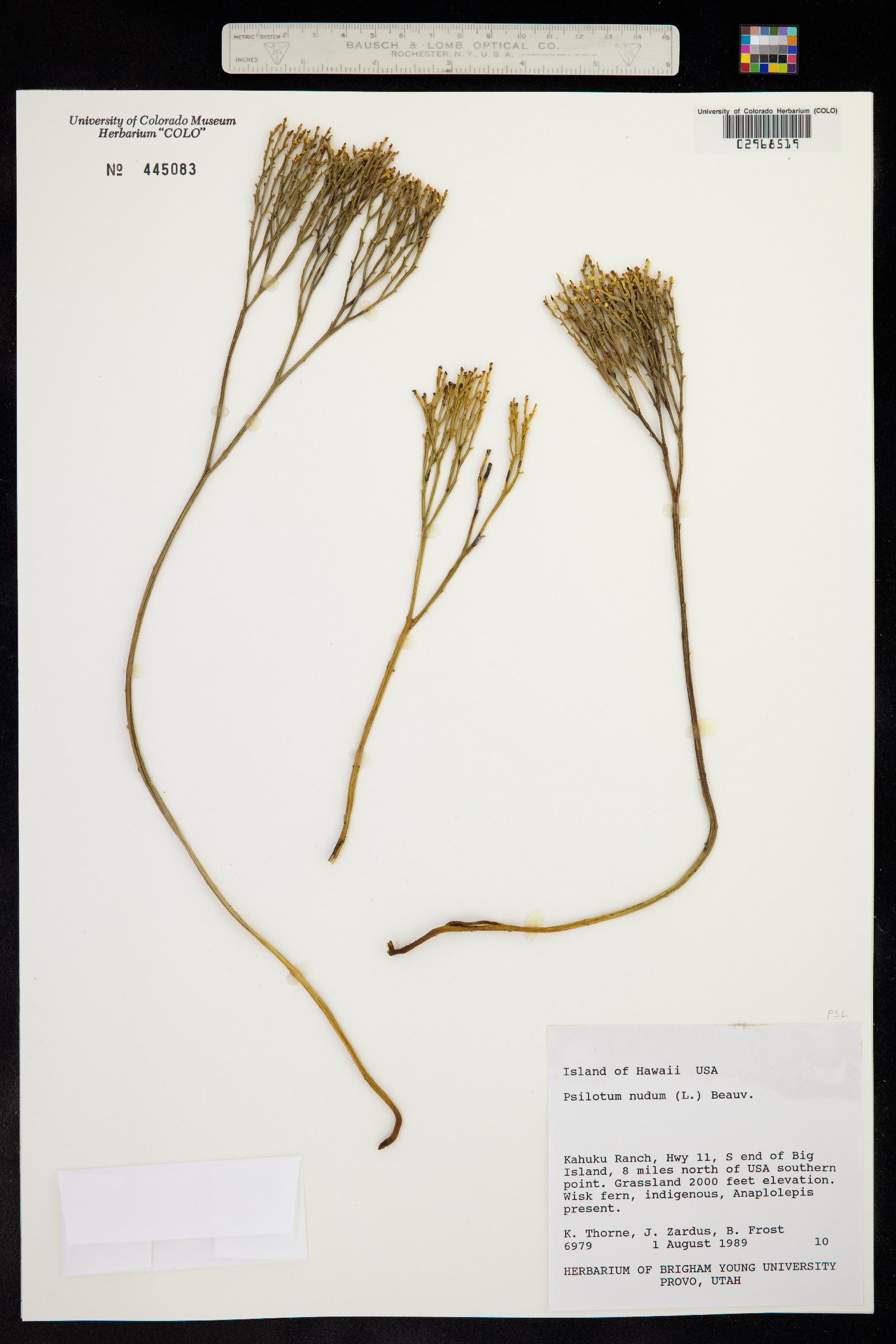 Psilotaceae image