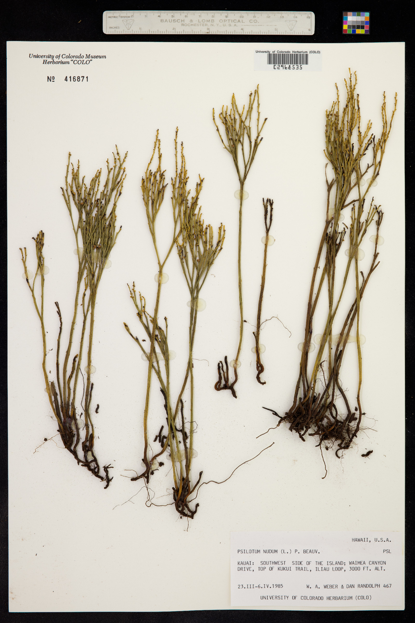 Psilotum nudum image