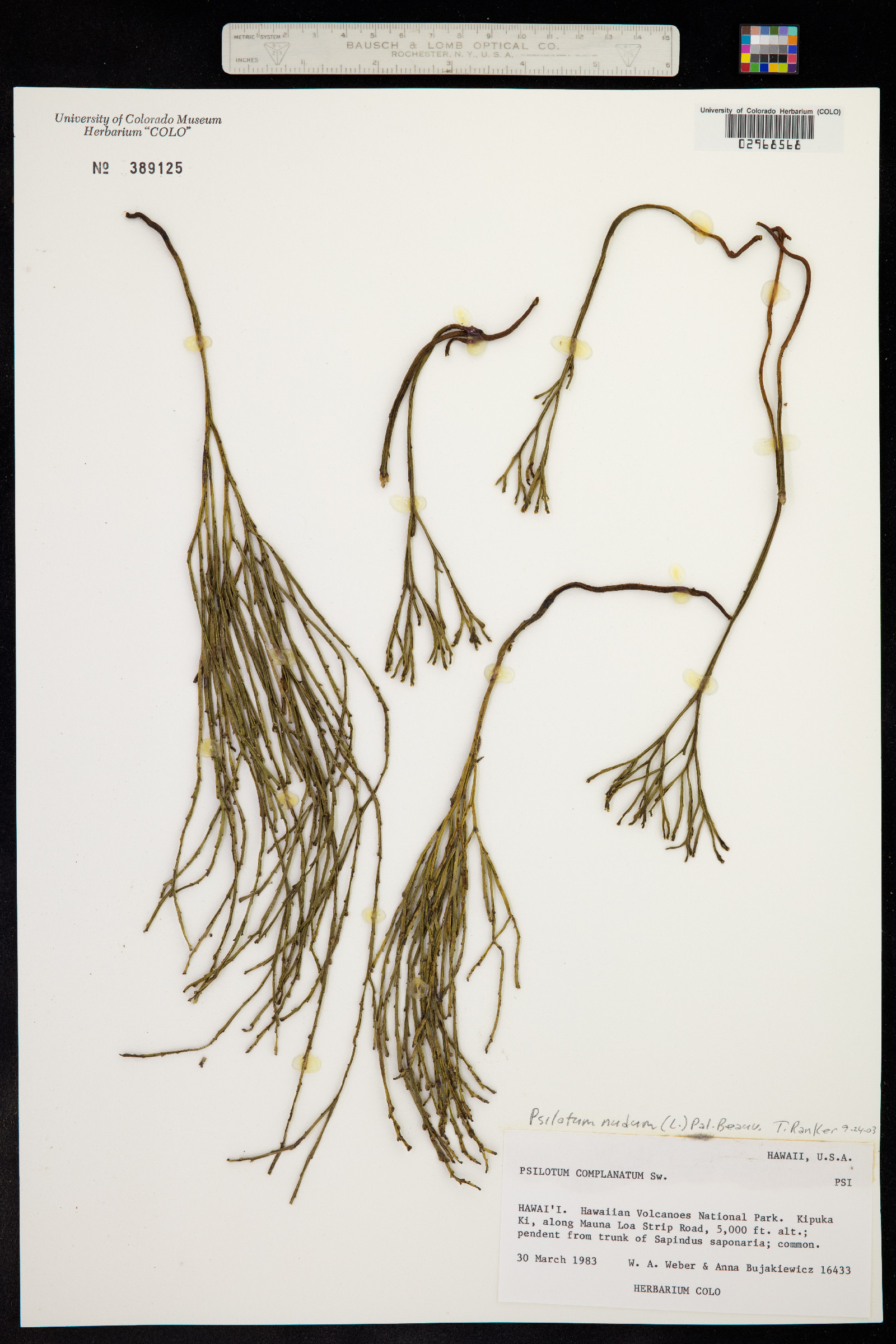 Psilotum nudum image