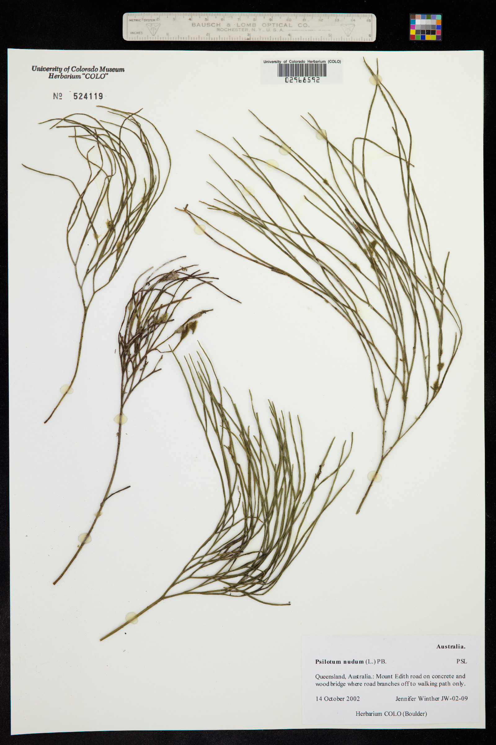Psilotum image