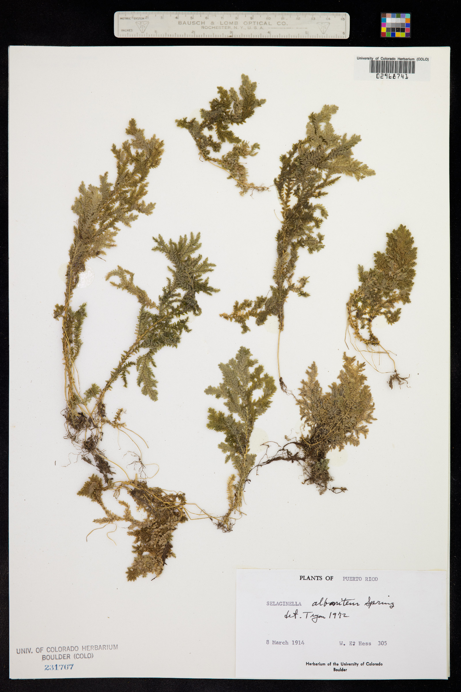 Selaginella tenella image