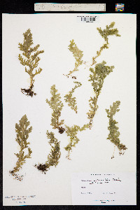 Selaginella albonitens image