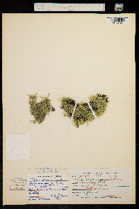 Image of Selaginella apoda