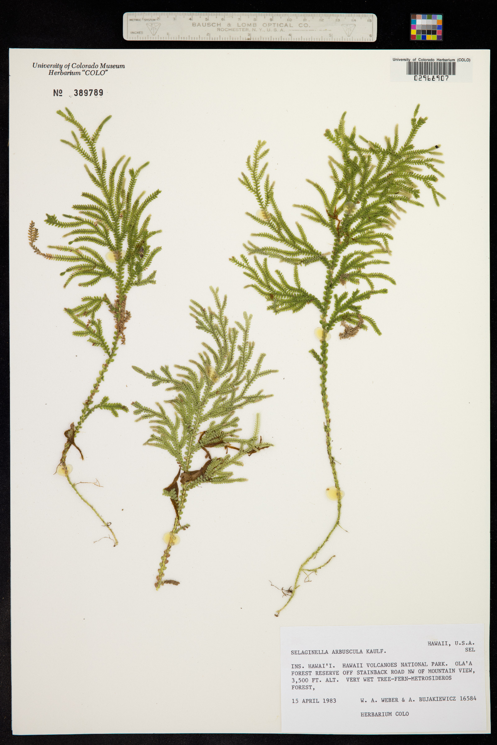 Selaginella arbuscula image