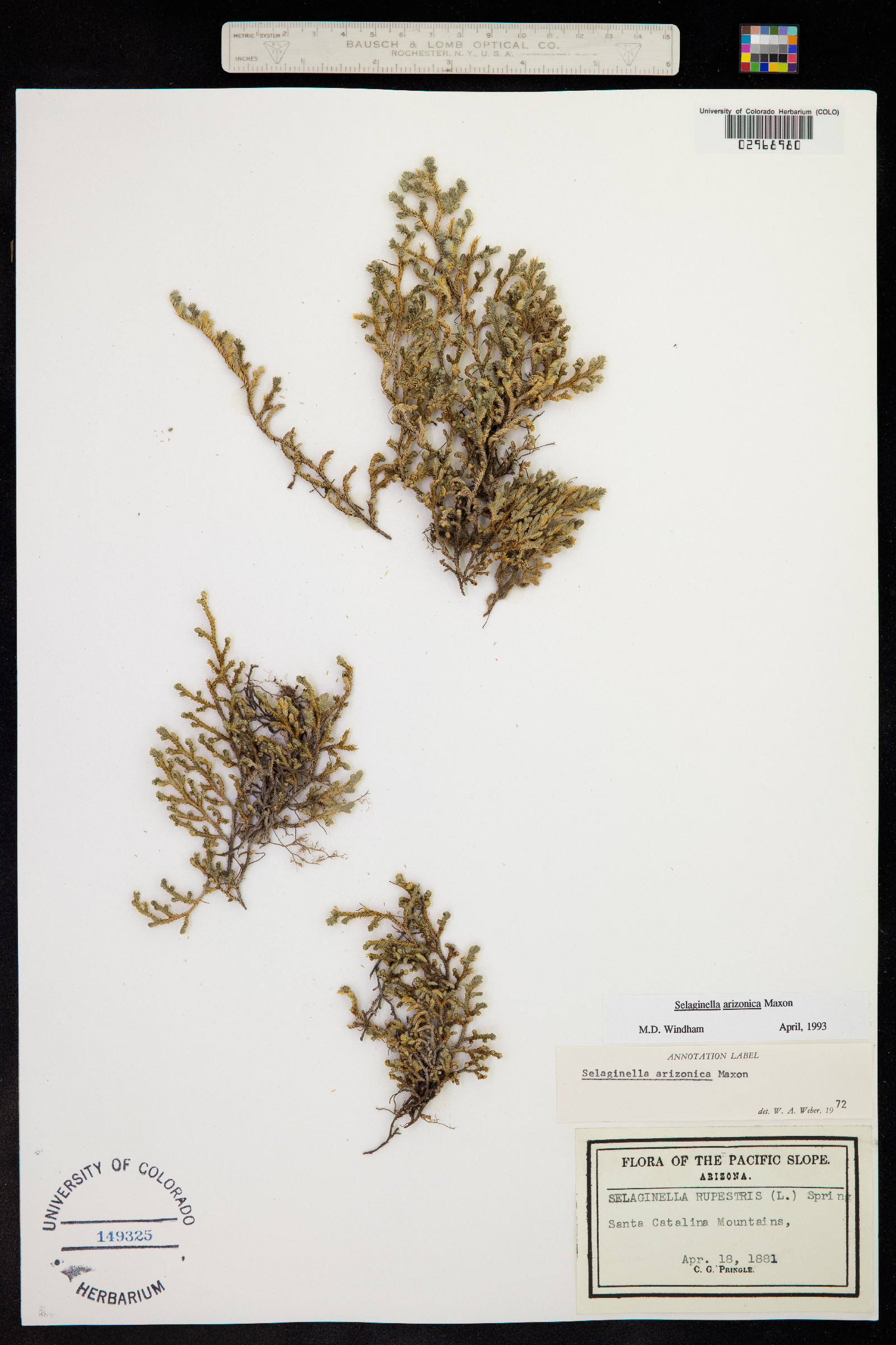 Selaginella arizonica image