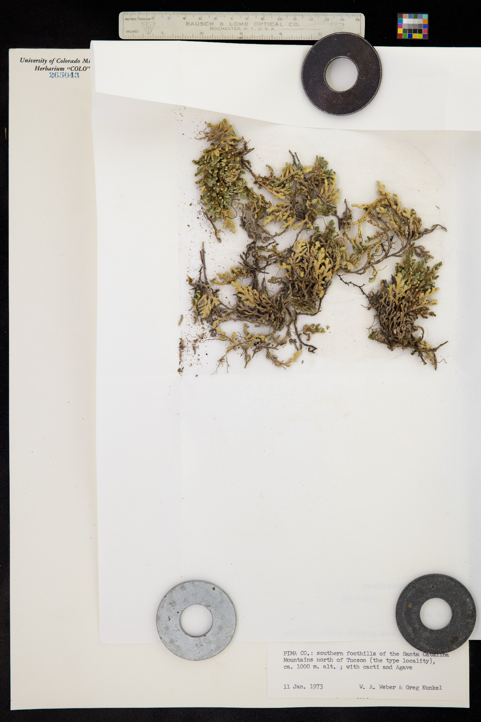 Selaginella arizonica image