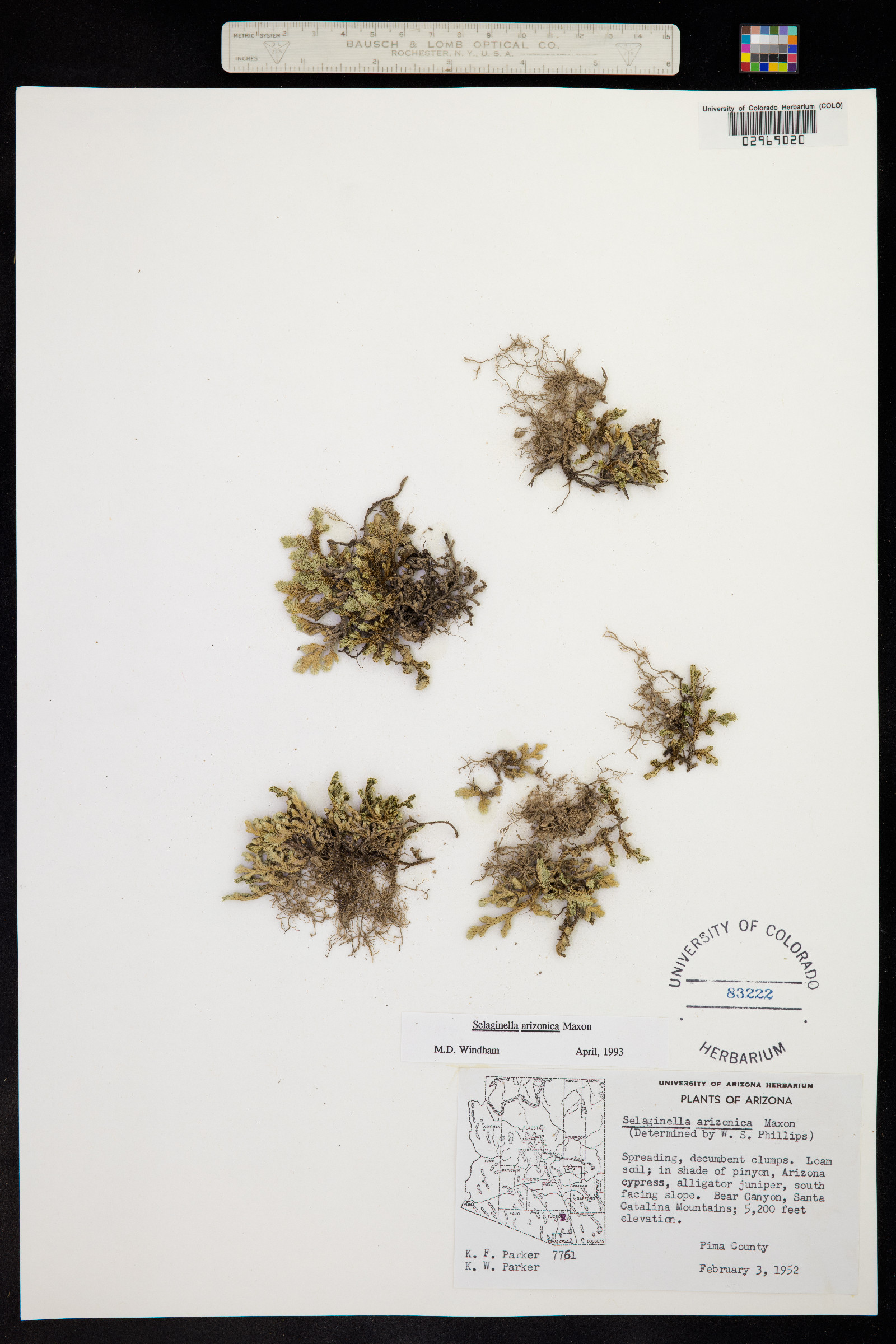 Selaginella arizonica image