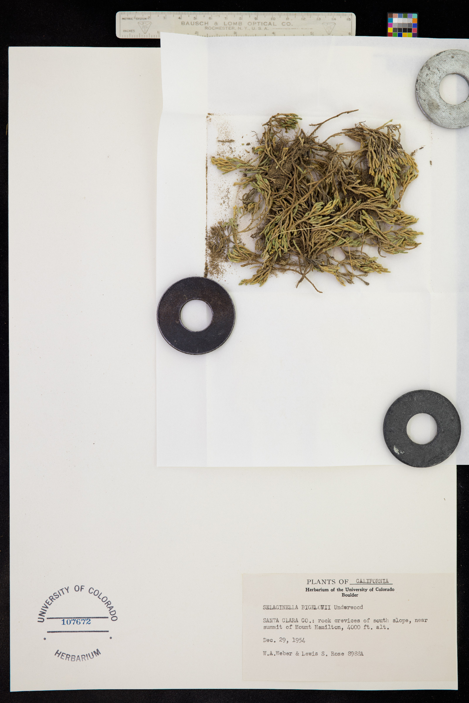 Selaginella bigelovii image