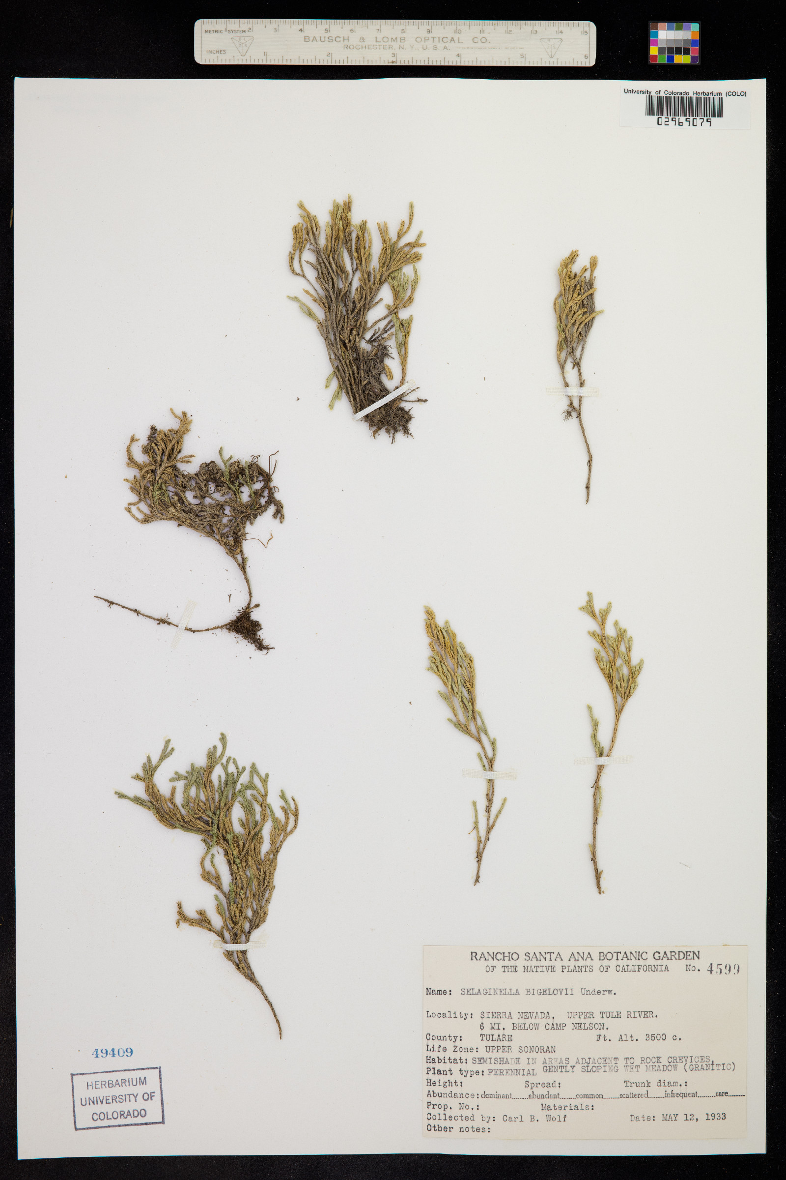 Selaginella image