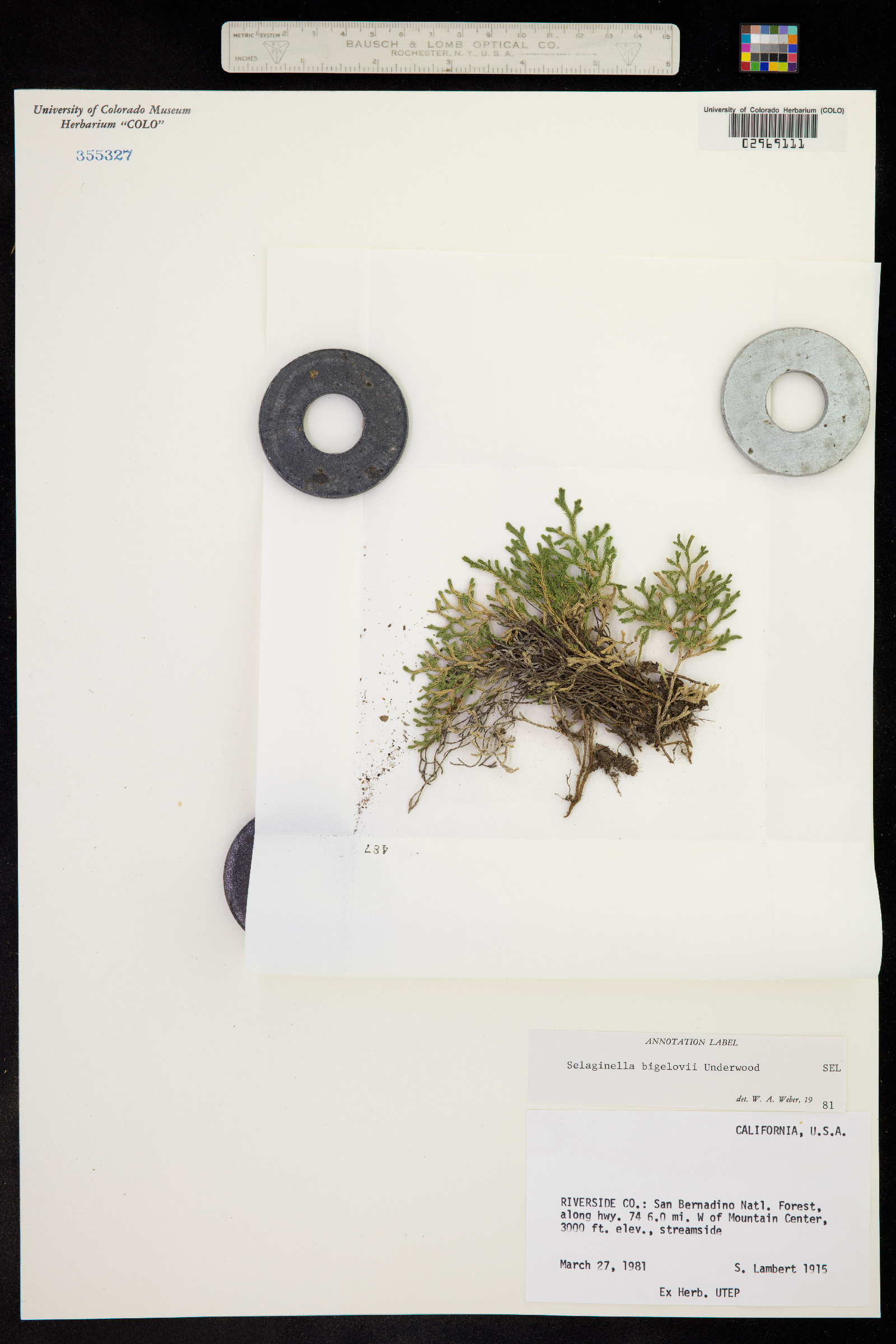 Selaginella bigelovii image