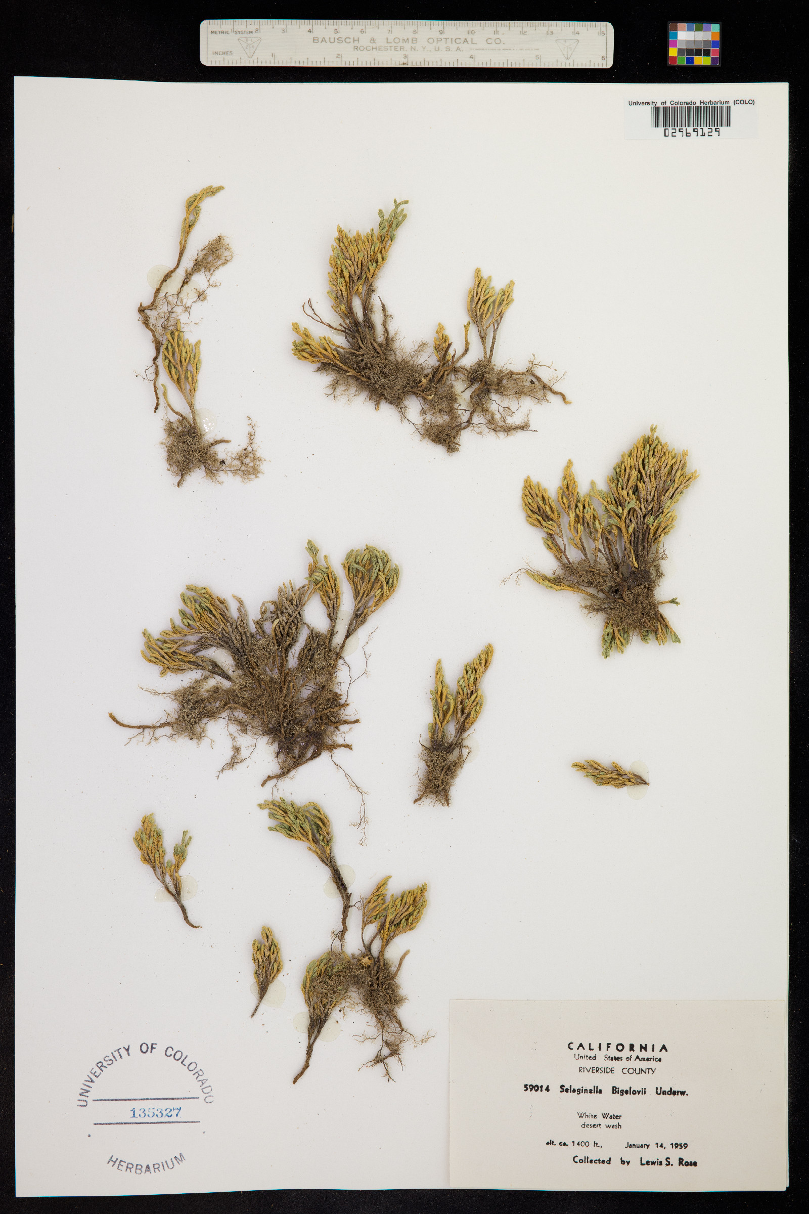 Selaginella bigelovii image