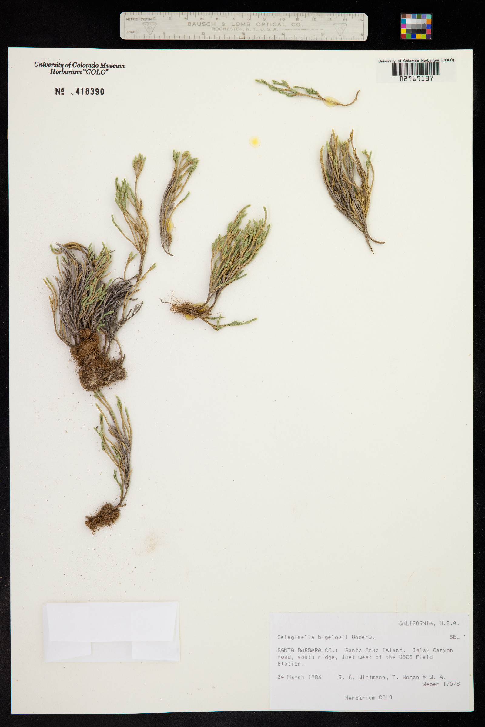 Selaginella bigelovii image