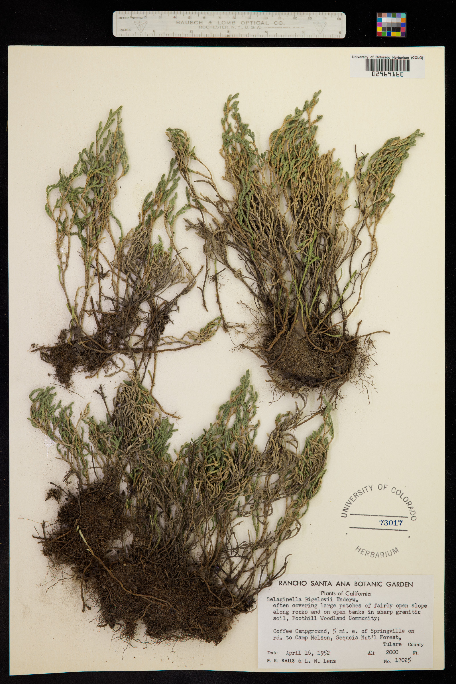 Selaginella bigelovii image