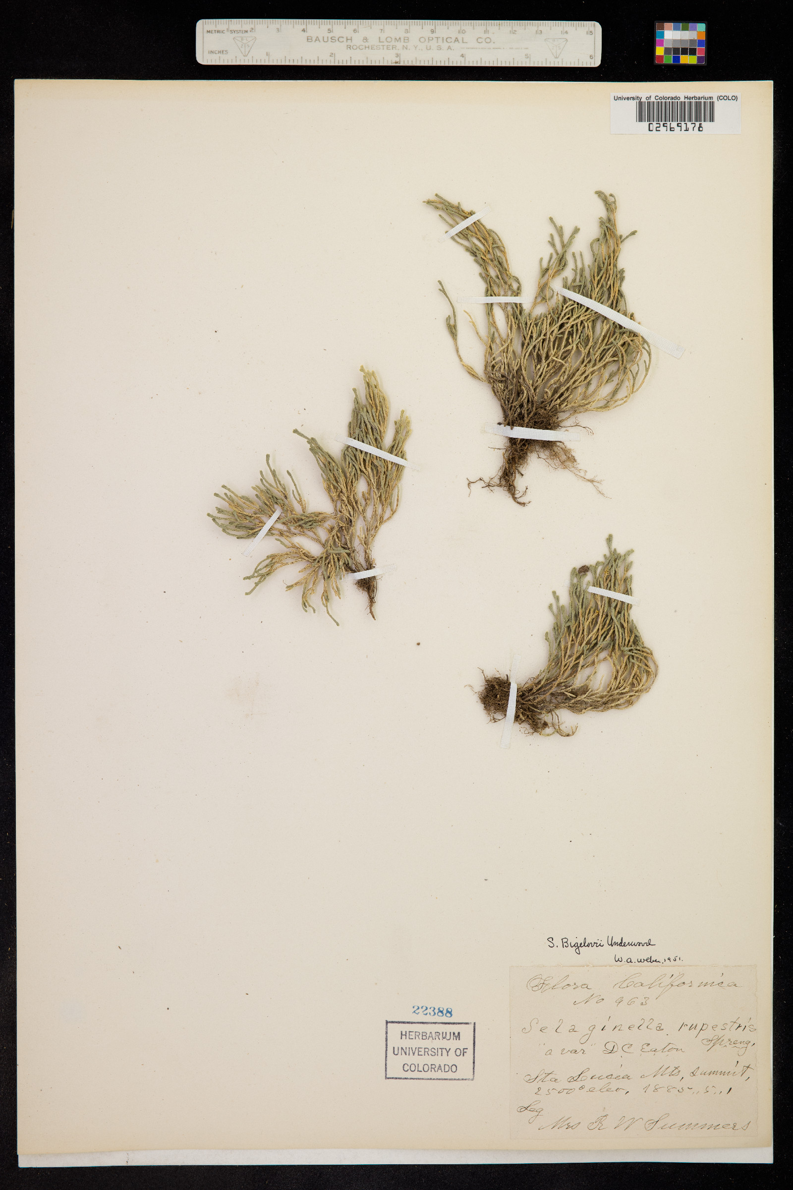 Selaginella bigelovii image