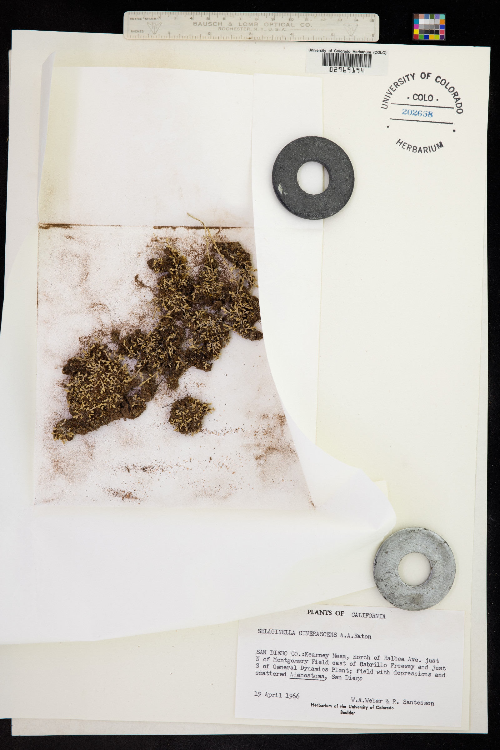 Selaginella cinerascens image