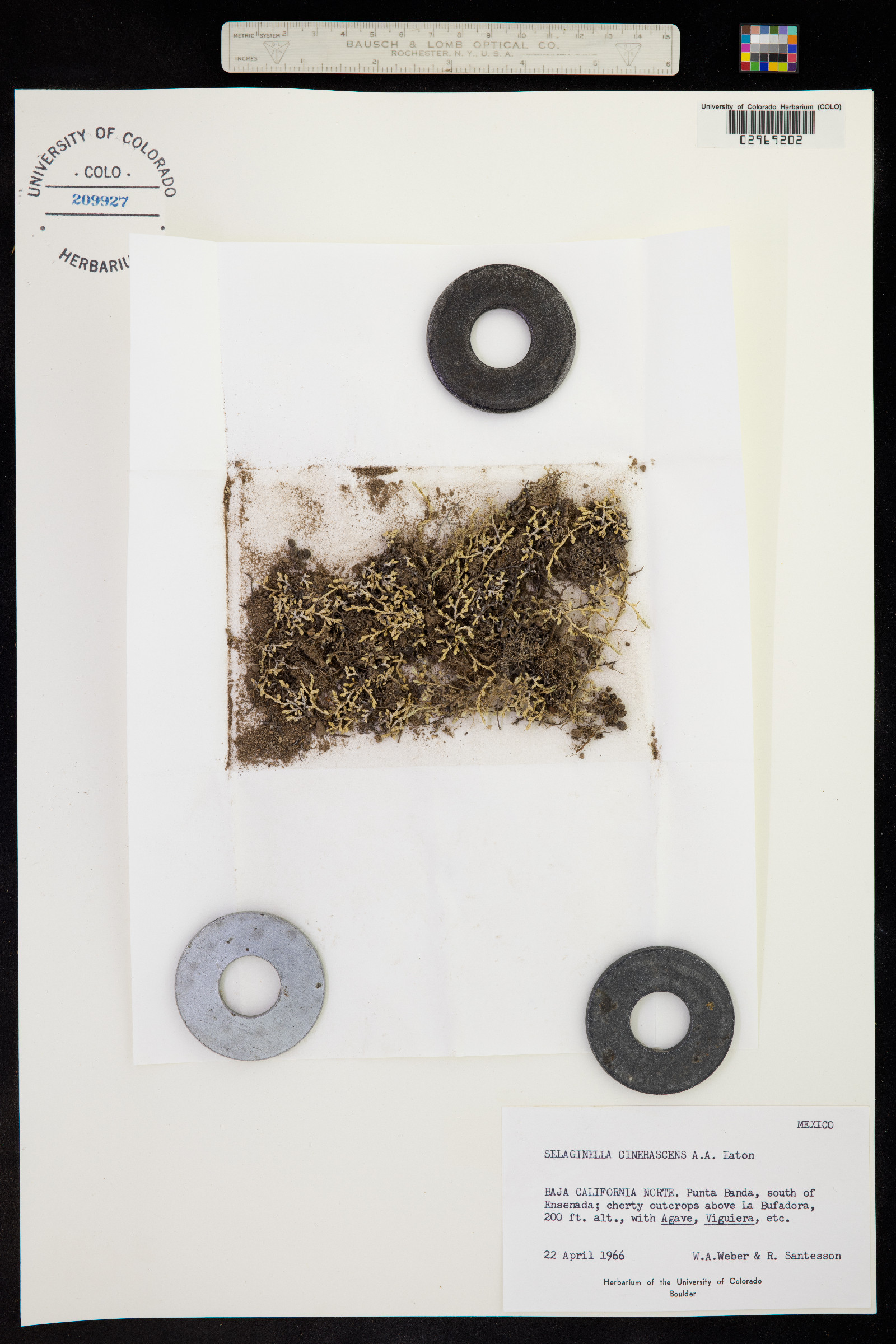 Selaginella cinerascens image