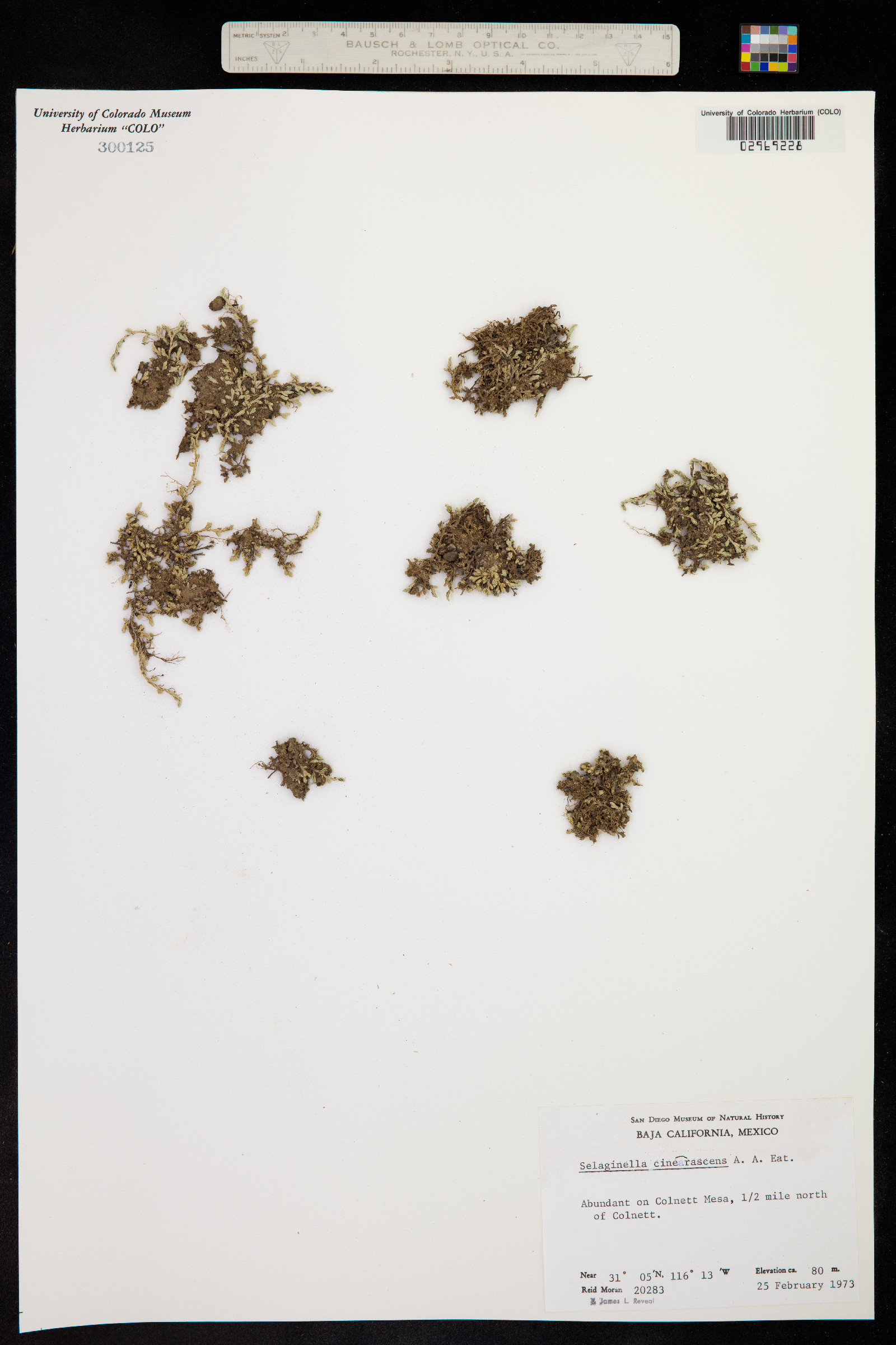 Selaginella cinerascens image