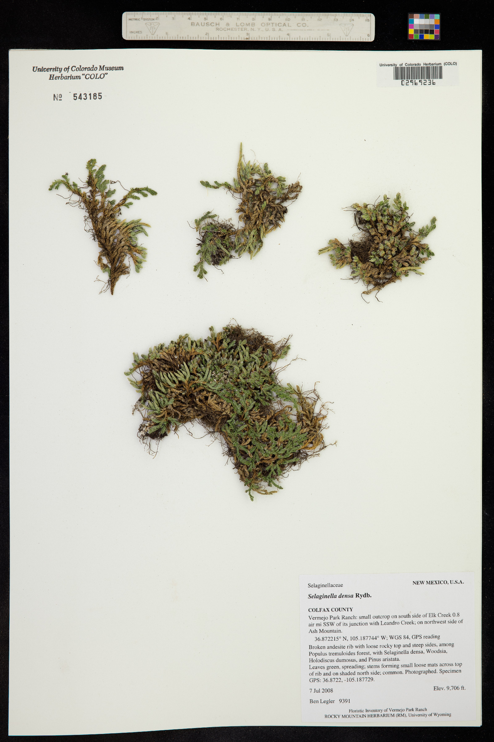 Selaginellaceae image