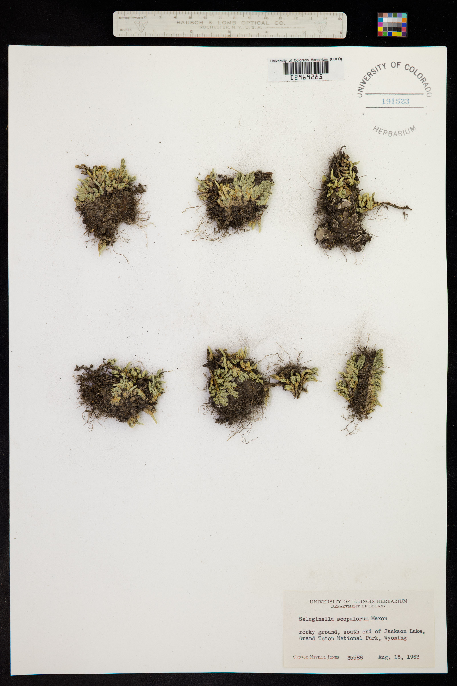 Selaginella densa image