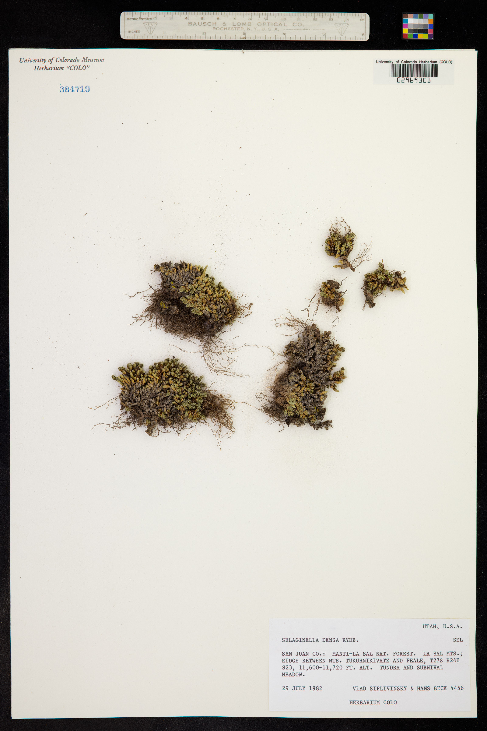 Selaginella densa image