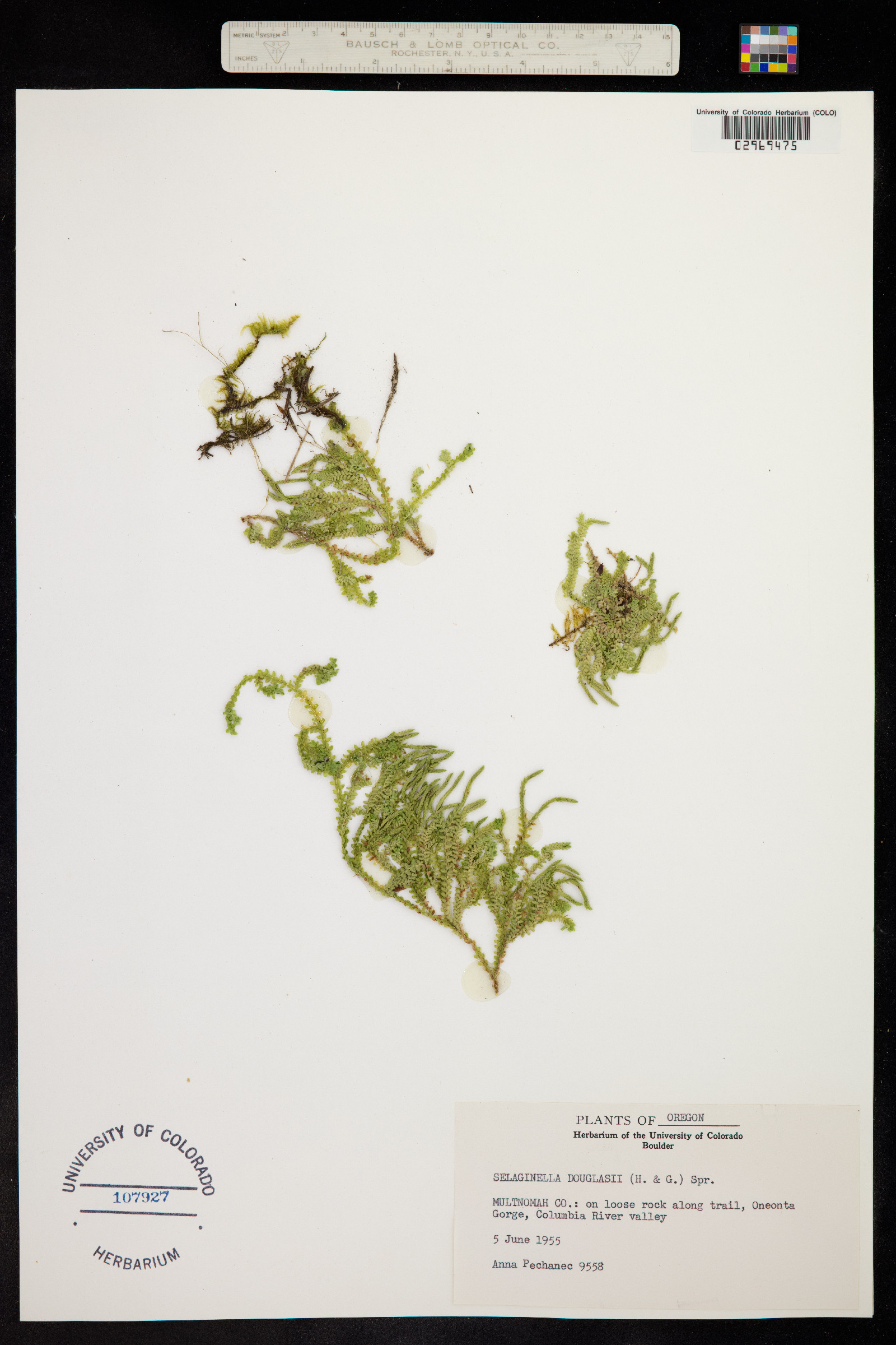 Selaginella douglasii image