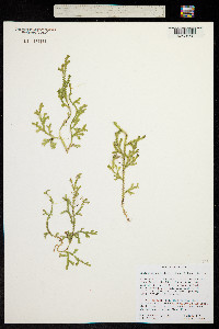 Image of Selaginella douglasii