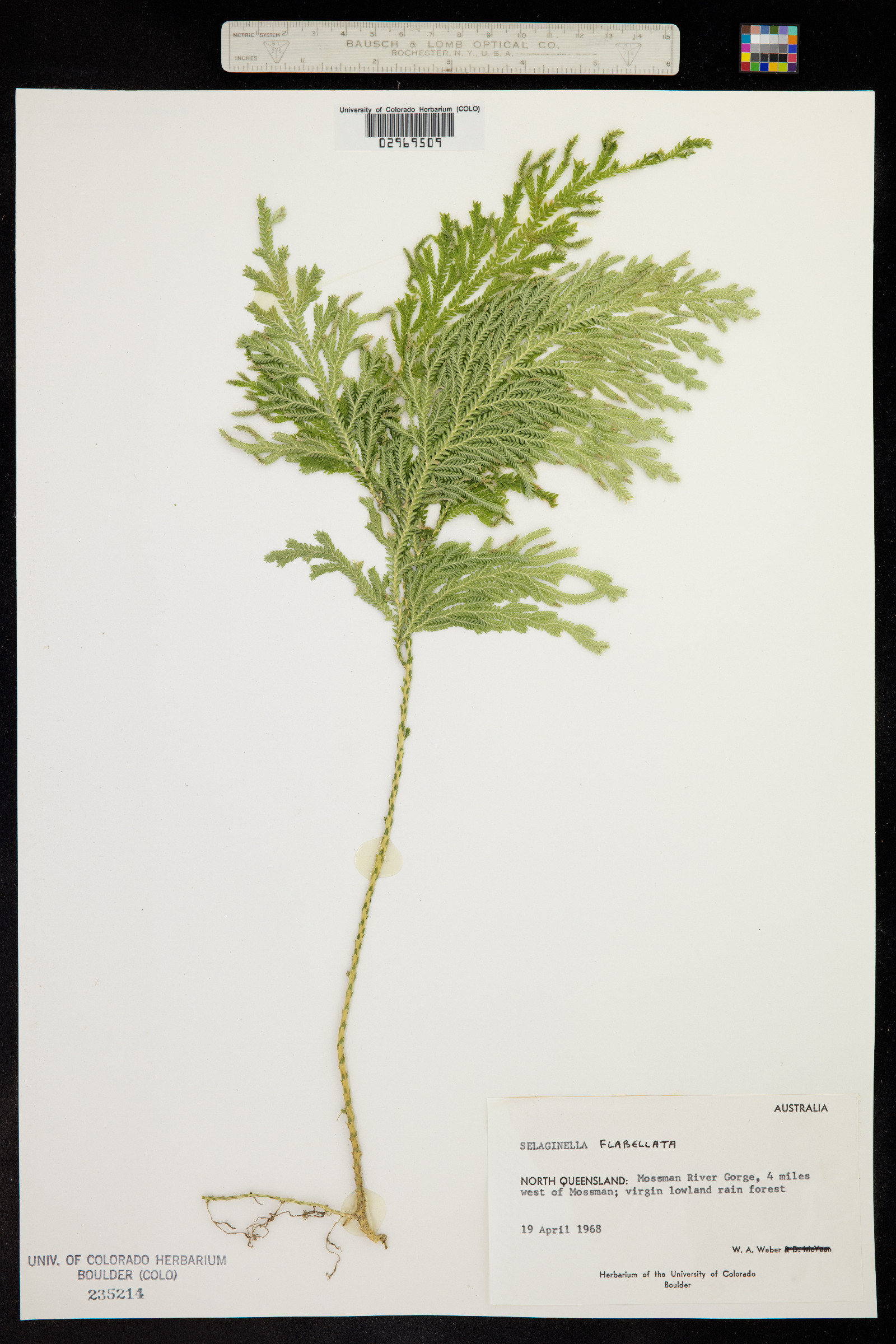 Selaginella flabellata image