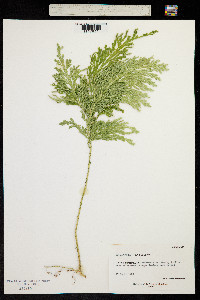 Image of Selaginella flabellata