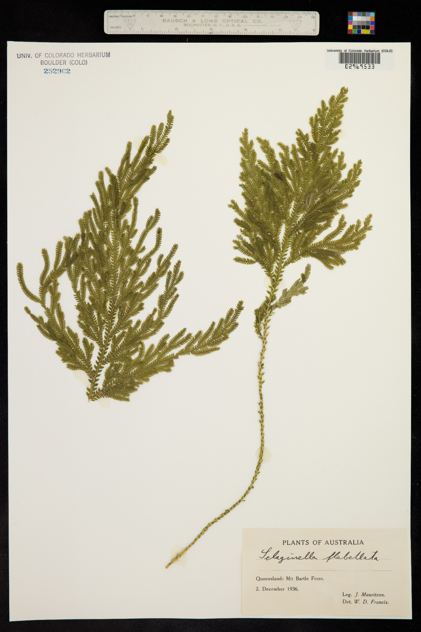 Selaginella flabellata image