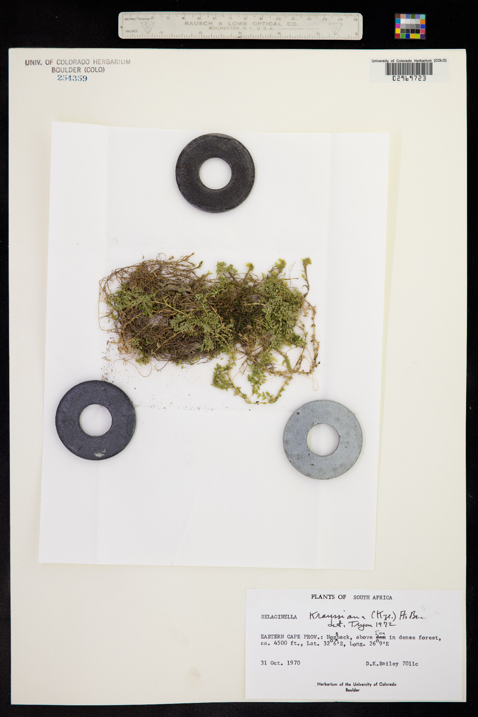 Selaginella kraussiana image