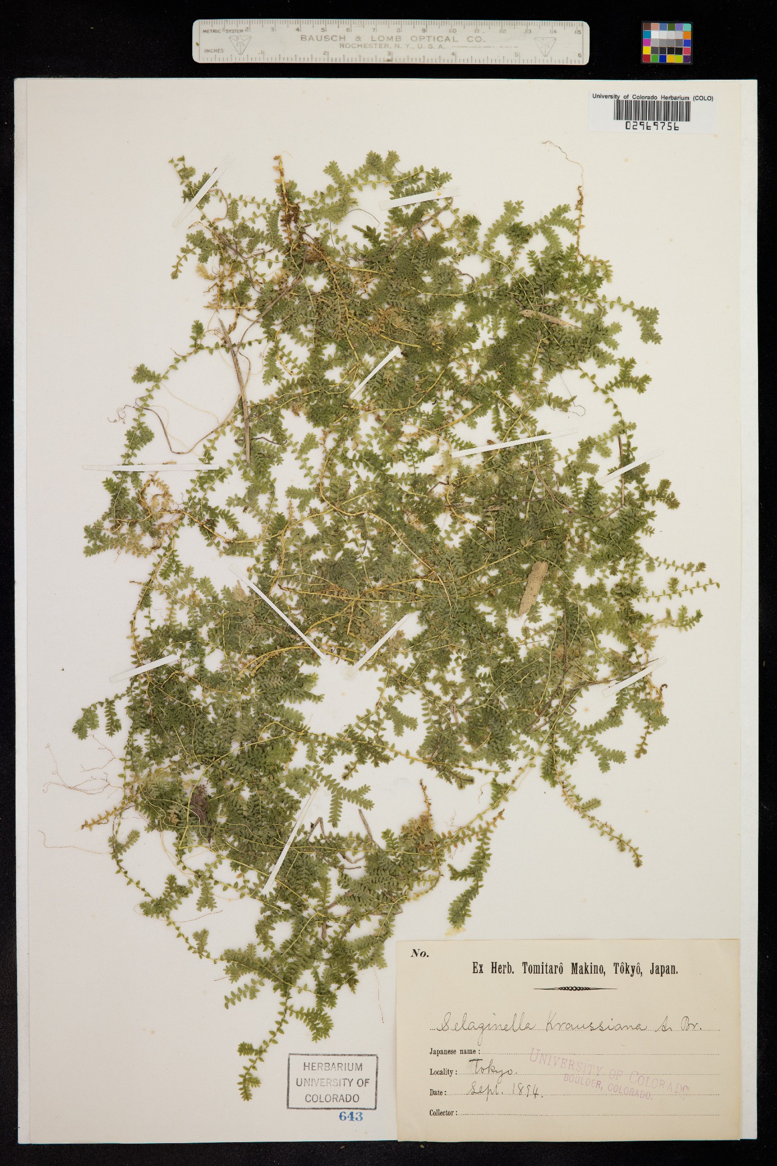 Selaginella kraussiana image