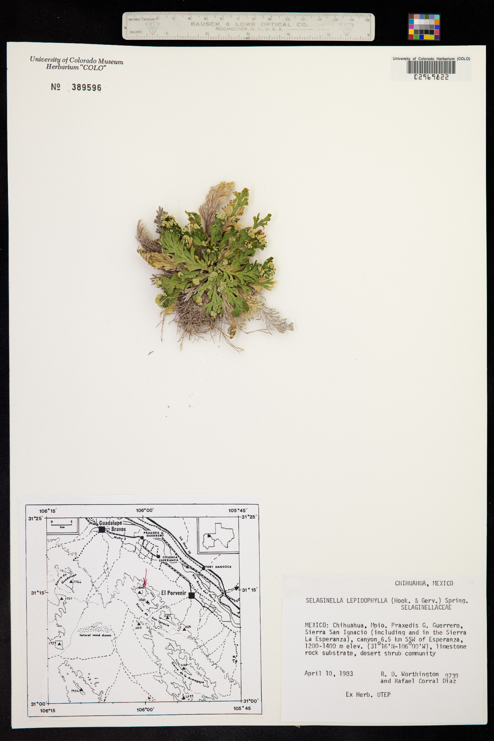 Selaginella lepidophylla image