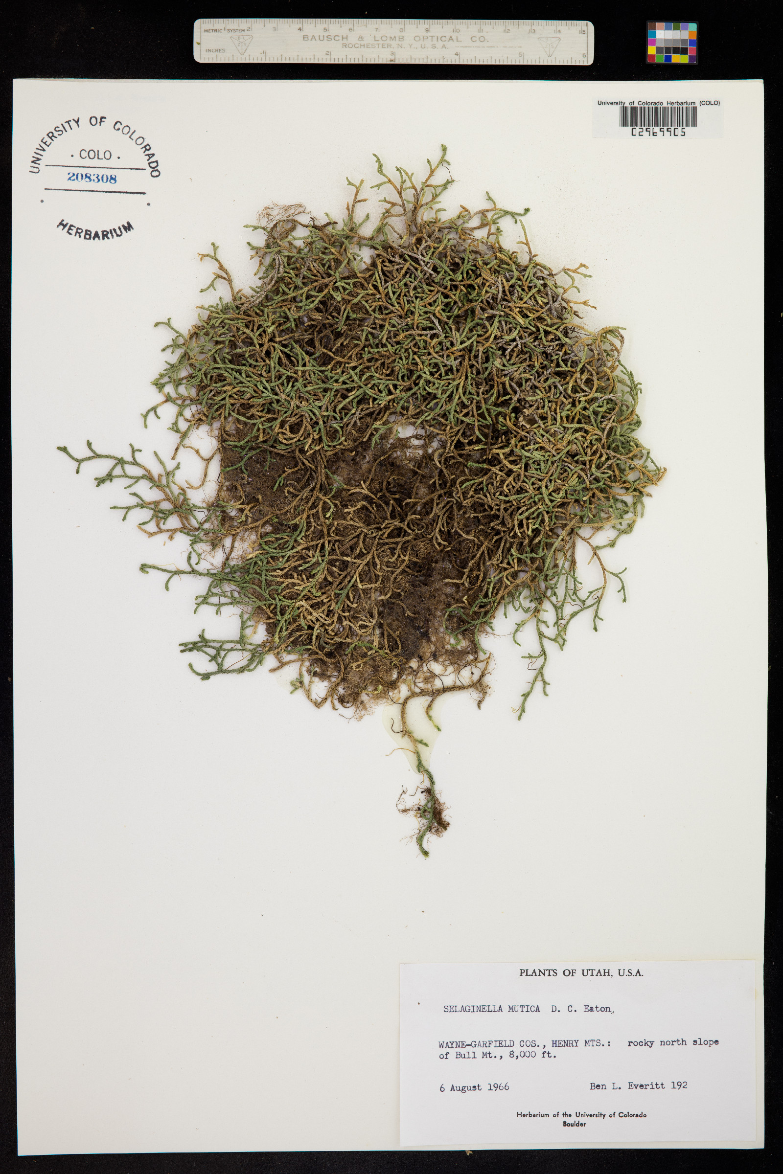 Selaginella mutica image