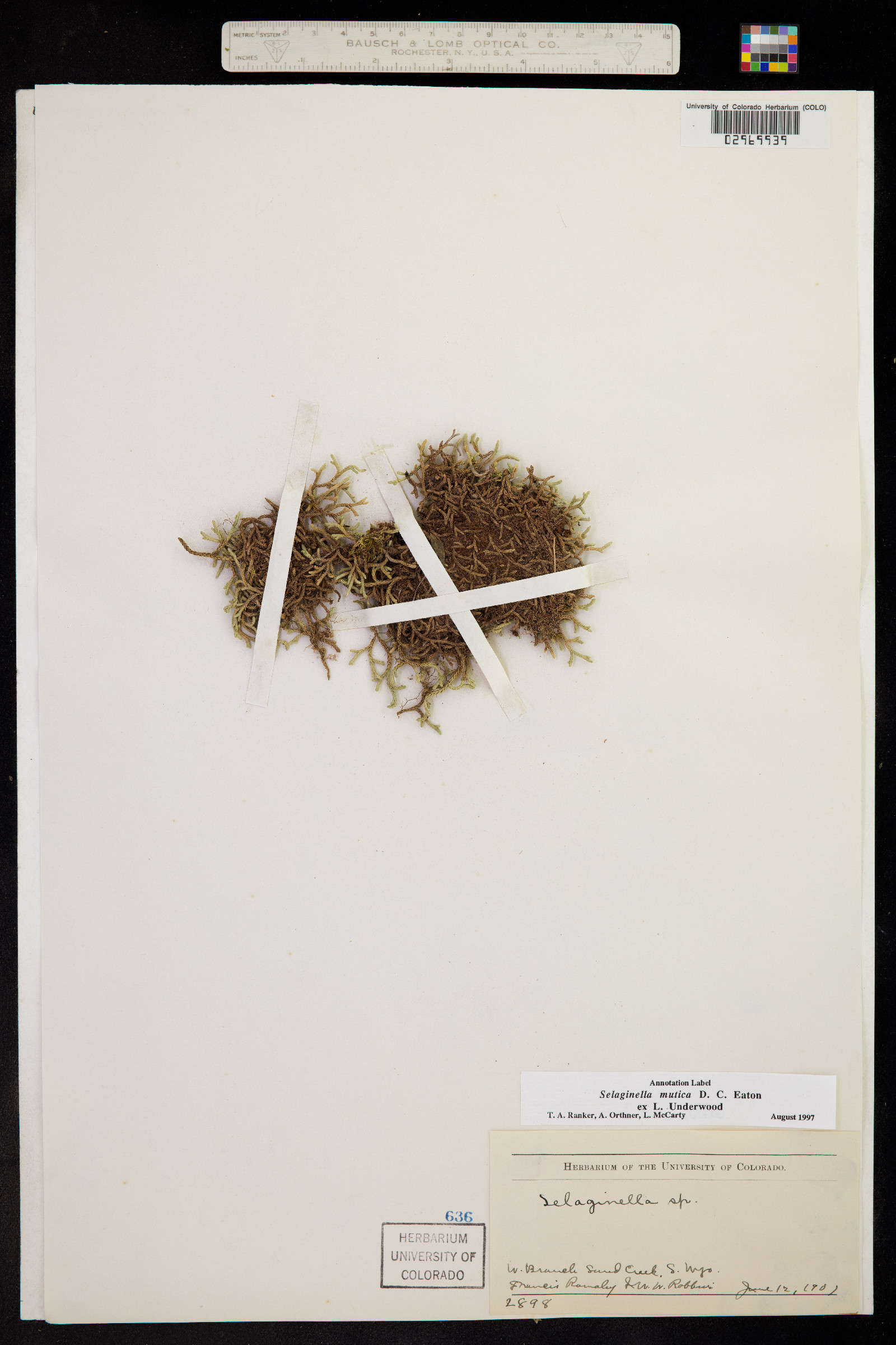 Selaginella mutica image