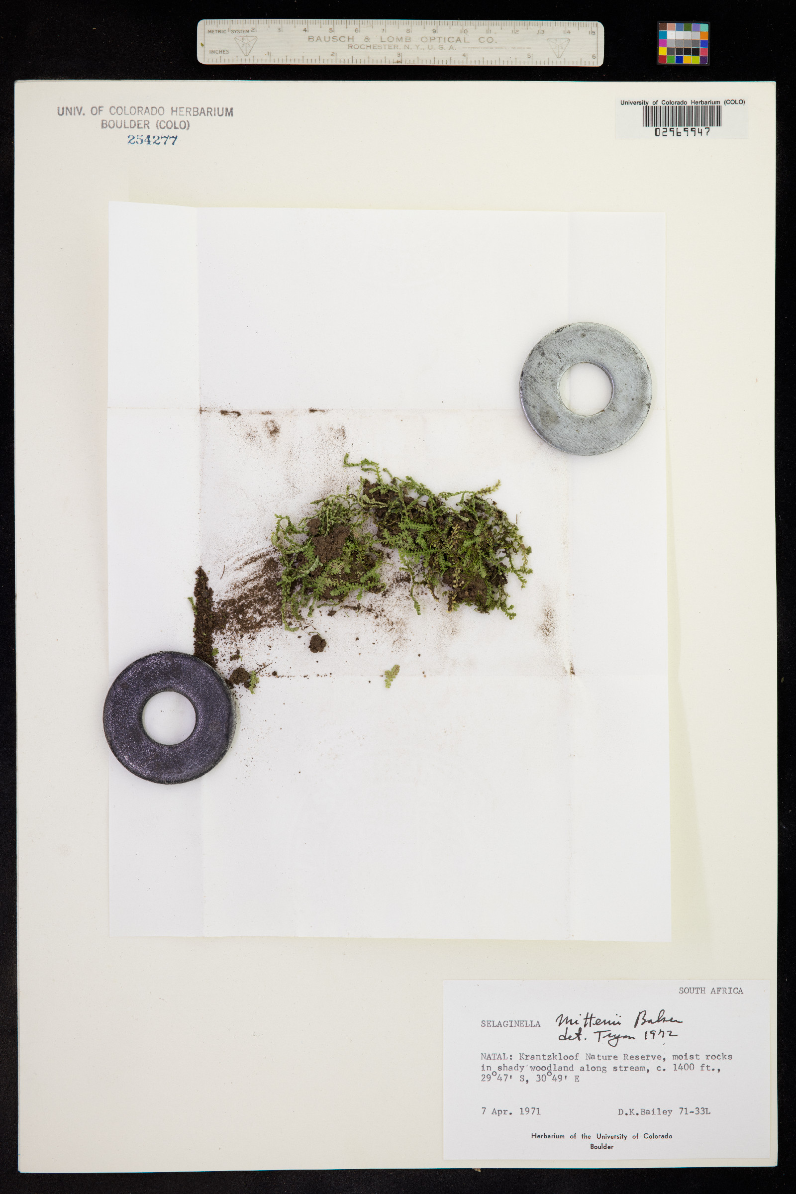 Selaginella mittenii image