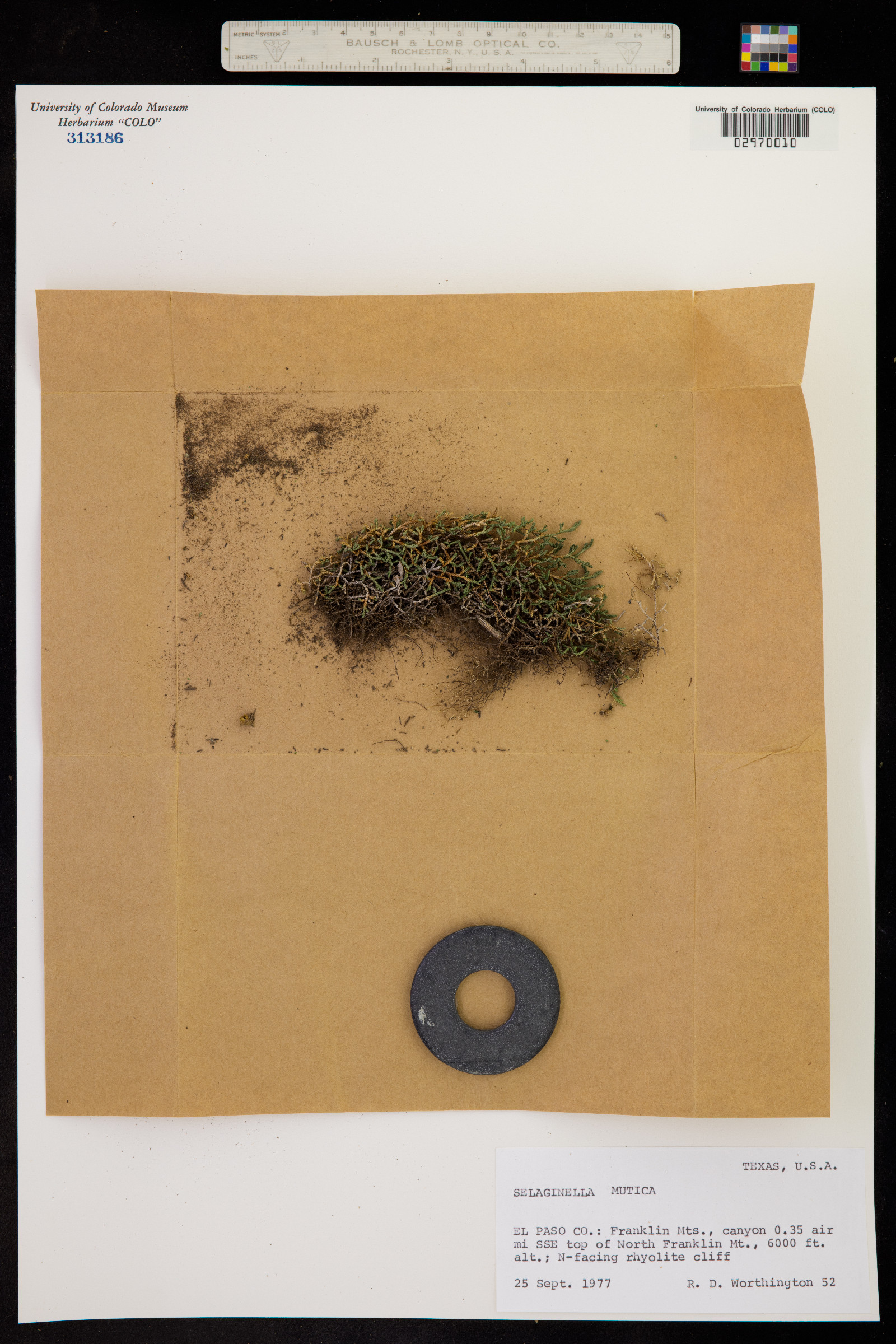 Selaginella mutica image