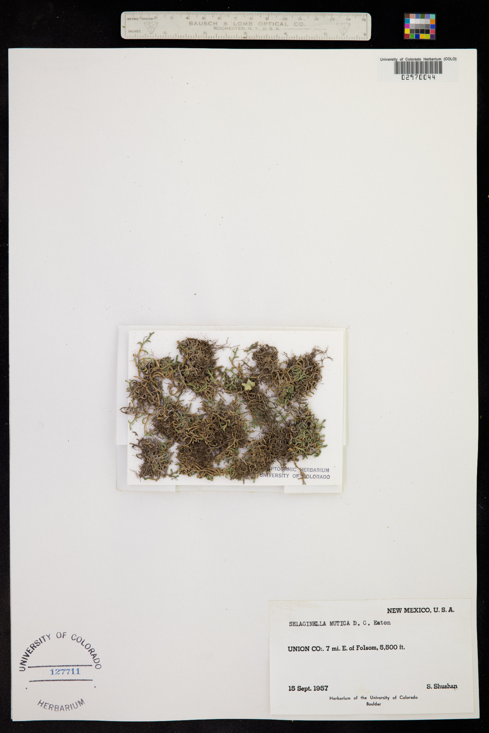 Selaginella mutica image