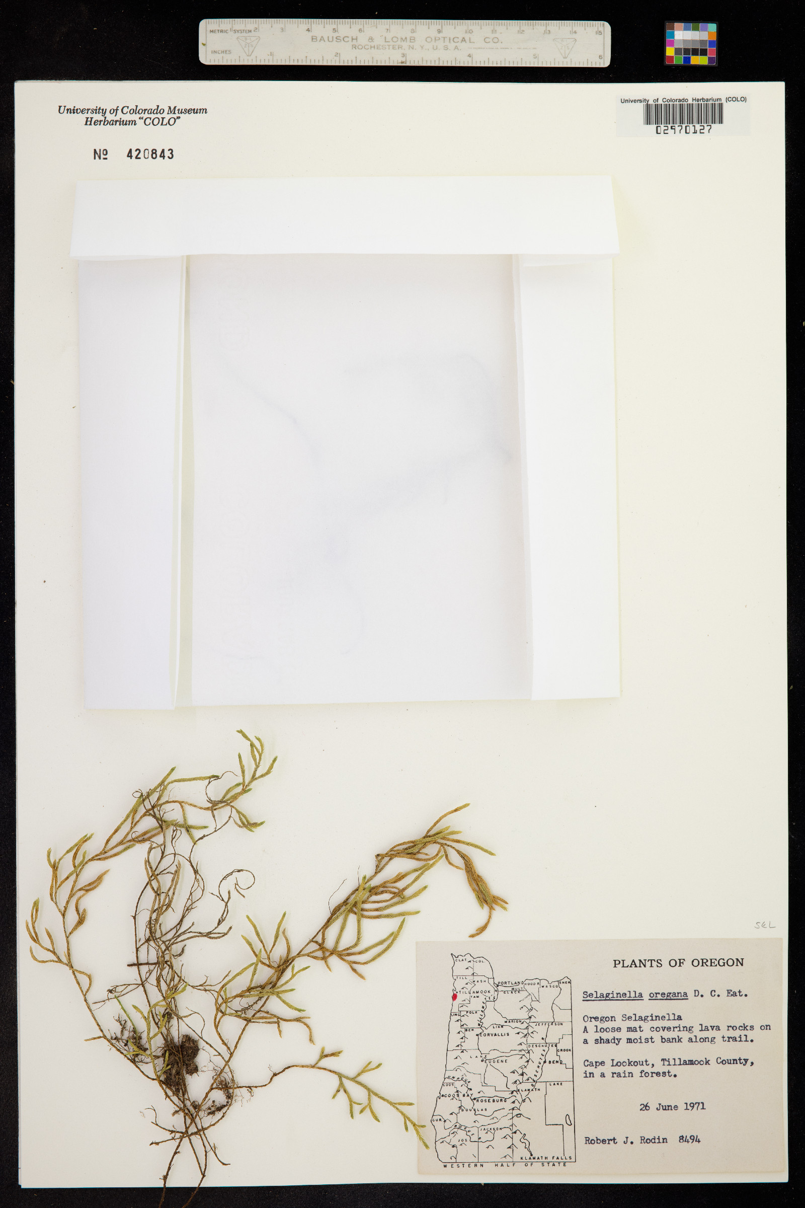 Selaginella oregana image