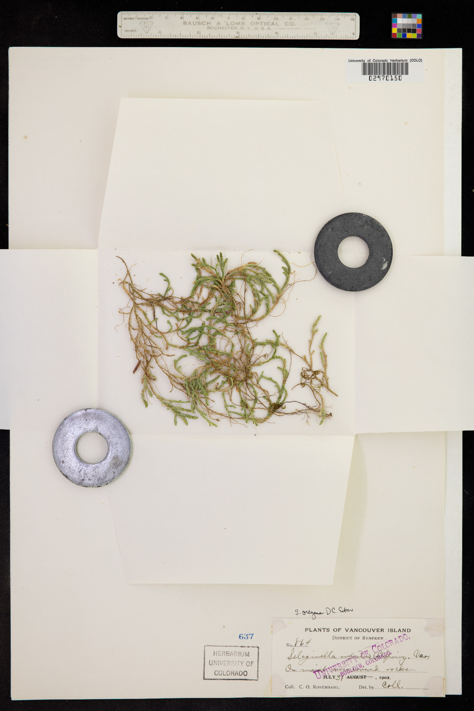 Selaginella oregana image