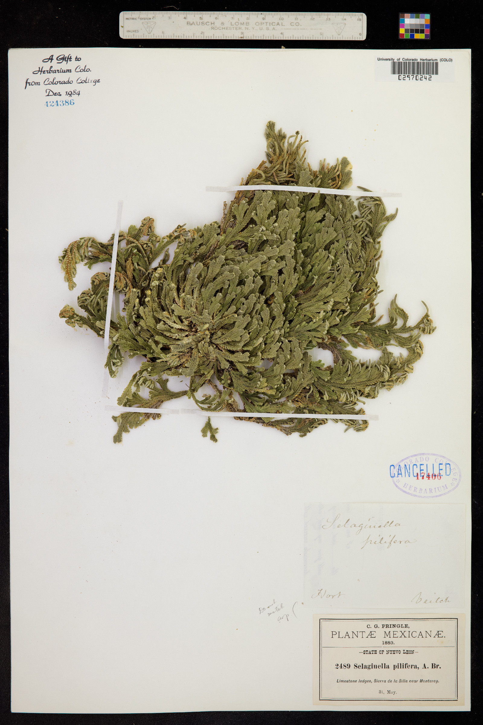 Selaginella pilifera image